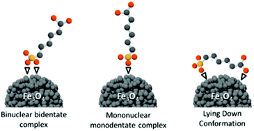 Graphical abstract: Efficient functionalization of magnetite nanoparticles with phosphonate using a one-step continuous hydrothermal process