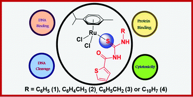 Graphical abstract: Half-sandwich RuCl2(η6-p-cymene) core complexes containing sulfur donor aroylthiourea ligands: DNA and protein binding, DNA cleavage and cytotoxic studies