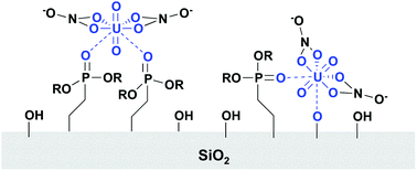 Graphical abstract: Probing the interaction of U(vi) with phosphonate-functionalized mesoporous silica using solid-state NMR spectroscopy