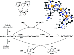 Graphical abstract: A novel 1,3,5-triaminocyclohexane-based tripodal ligand forms a unique tetra(pyrazolate)-bridged tricopper(ii) core: solution equilibrium, structure and catecholase activity