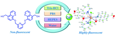 Graphical abstract: A selective fluorescent probe for the detection of Cd2+ in different buffer solutions and water