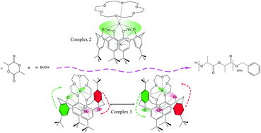 Graphical abstract: Structures of potassium calix[4]arene crown ether inclusion complexes and application in polymerization of rac-lactide