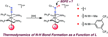 Graphical abstract: Thermodynamics of N–H bond formation in bis(phosphine) molybdenum(ii) diazenides and the influence of the trans ligand
