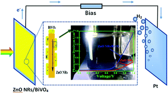 Graphical abstract: 1D ZnO/BiVO4 heterojunction photoanodes for efficient photoelectrochemical water splitting