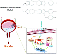 Graphical abstract: Highly stable selenadiazole derivatives induce bladder cancer cell apoptosis and inhibit cell migration and invasion through the activation of ROS-mediated signaling pathways