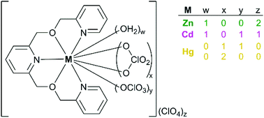 Graphical abstract: Contrasting coordination behavior of Group 12 perchlorate salts with an acyclic N3O2 donor ligand by X-ray crystallography and 1H NMR
