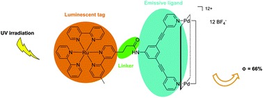 Graphical abstract: Self-assembly of highly luminescent heteronuclear coordination cages