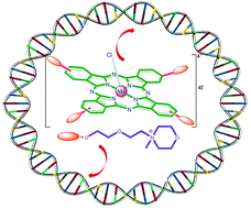 Graphical abstract: The water soluble peripherally tetra-substituted zinc(ii), manganese(iii) and copper(ii) phthalocyanines as new potential anticancer agents