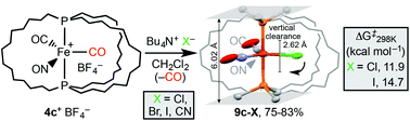 Graphical abstract: Synthesis, reactivity, structures, and dynamic properties of gyroscope like iron complexes with dibridgehead diphosphine cages: pre- vs. post-metathesis substitutions as routes to adducts with neutral dipolar Fe(CO)(NO)(X) rotors