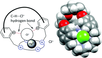 Graphical abstract: C–H⋯Cl− hydrogen bonds in solution and in the solid-state: HgCl2 complexes with cyclen-based cryptands