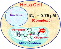 Graphical abstract: Novel mitochondria targeted copper(ii) complexes of ferrocenyl terpyridine and anticancer active 8-hydroxyquinolines showing remarkable cytotoxicity, DNA and protein binding affinity