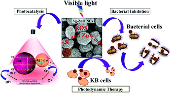 Graphical abstract: Visible light driven mesoporous Ag-embedded ZnO nanocomposites: reactive oxygen species enhanced photocatalysis, bacterial inhibition and photodynamic therapy