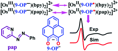 Graphical abstract: Different manifestations of enhanced π-acceptor ligation at every redox level of [Os(9-OP)L2]n, n = 2+, +, 0, − (9-OP− = 9-oxidophenalenone and L = bpy or pap)