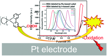 Graphical abstract: Highly efficient electrochemiluminescence labels comprising iridium(iii) complexes