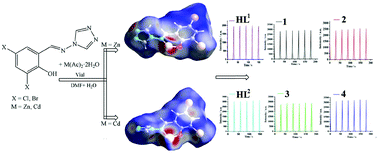 Graphical abstract: Highly efficient electrochemiluminescence based on 4-amino-1,2,4-triazole Schiff base two-dimensional Zn/Cd coordination polymers