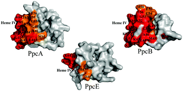 Graphical abstract: Molecular interactions between Geobacter sulfurreducens triheme cytochromes and the electron acceptor Fe(iii) citrate studied by NMR