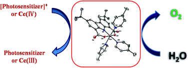 Graphical abstract: Water oxidation catalyzed by a charge-neutral mononuclear ruthenium(iii) complex