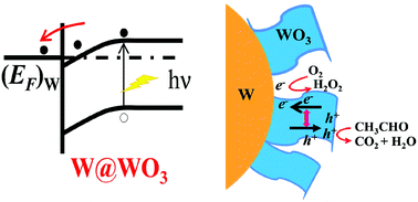 Graphical abstract: The W@WO3 ohmic contact induces a high-efficiency photooxidation performance