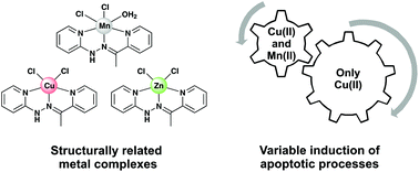 Graphical abstract: Structurally related hydrazone-based metal complexes with different antitumor activities variably induce apoptotic cell death