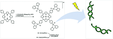 Graphical abstract: Photoactive meso-tetra(4-pyridyl)porphyrin-tetrakis-[chloro(2,2′bipyridine)platinum(ii) derivatives recognize and cleave DNA upon irradiation