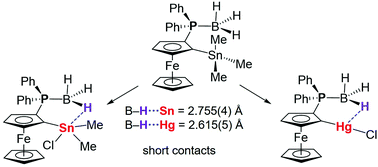 Graphical abstract: Planar-chiral ferrocenylphosphine-borane complexes featuring agostic-type B–H⋯E (E = Hg, Sn) interactions