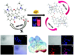 Graphical abstract: Intracellular detection of hazardous Cd2+ through a fluorescence imaging technique by using a nontoxic coumarin based sensor