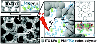 Graphical abstract: Rational wiring of photosystem II to hierarchical indium tin oxide electrodes using redox polymers