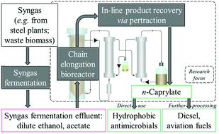 Graphical abstract: High n-caprylate productivities and specificities from dilute ethanol and acetate: chain elongation with microbiomes to upgrade products from syngas fermentation