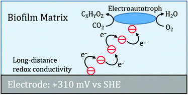 Graphical abstract: Toward understanding long-distance extracellular electron transport in an electroautotrophic microbial community