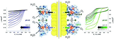 Graphical abstract: Oxygen electroreduction catalysed by laccase wired to gold nanoparticles via the trinuclear copper cluster