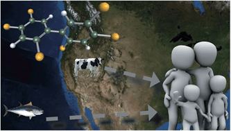 Graphical abstract: Deterministic modeling of the exposure of individual participants in the National Health and Nutrition Examination Survey (NHANES) to polychlorinated biphenyls