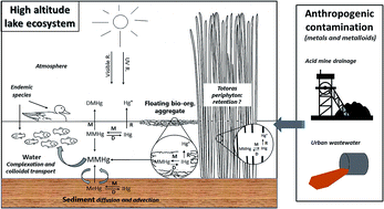 Graphical abstract: Synergistic effects of mining and urban effluents on the level and distribution of methylmercury in a shallow aquatic ecosystem of the Bolivian Altiplano