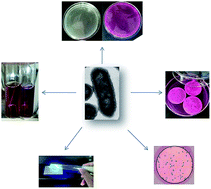 Graphical abstract: Culture-dependent enumeration methods failed to simultaneously detect disinfectant-injured and genetically modified Escherichia coli in drinking water