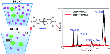 Graphical abstract: The fate and transformation of tetrabromobisphenol A in natural waters, mediated by oxidoreductase enzymes