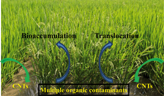 Graphical abstract: The impact of carbon nanotubes on bioaccumulation and translocation of phenanthrene, 3-CH3-phenanthrene and 9-NO2-phenanthrene in maize (Zea mays) seedlings