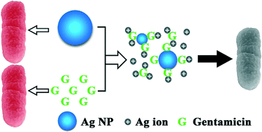 Graphical abstract: Enhanced bactericidal toxicity of silver nanoparticles by the antibiotic gentamicin