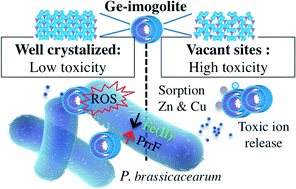 Graphical abstract: Influence of structural defects of Ge-imogolite nanotubes on their toxicity towards Pseudomonas brassicacearum