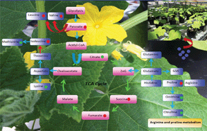 Graphical abstract: GC-TOF-MS based metabolomics and ICP-MS based metallomics of cucumber (Cucumis sativus) fruits reveal alteration of metabolites profile and biological pathway disruption induced by nano copper