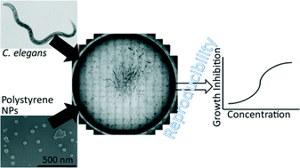 Graphical abstract: Feasibility of using a standardized Caenorhabditis elegans toxicity test to assess nanomaterial toxicity