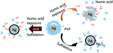 Graphical abstract: Effects of natural organic matter and sulfidation on the flocculation and filtration of silver nanoparticles