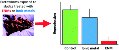 Graphical abstract: Sewage sludge treated with metal nanomaterials inhibits earthworm reproduction more strongly than sludge treated with metal metals in bulk/salt forms