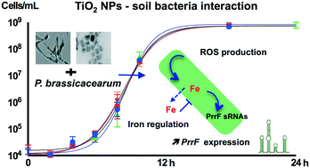 Graphical abstract: TiO2 nanoparticles alter iron homeostasis in Pseudomonas brassicacearum as revealed by PrrF sRNA modulation