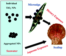 Graphical abstract: Trophic transfer of TiO2 nanoparticles from marine microalga (Nitzschia closterium) to scallop (Chlamys farreri) and related toxicity