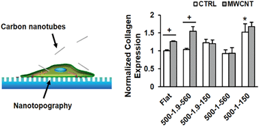 Graphical abstract: Carbon nanotubes induced fibrogenesis on nanostructured substrates