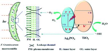 Graphical abstract: Visible-light-driven TiO2/Ag3PO4 heterostructures with enhanced antifungal activity against agricultural pathogenic fungi Fusarium graminearum and mechanism insight