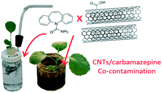 Graphical abstract: Impact of multiwall carbon nanotubes on the accumulation and distribution of carbamazepine in collard greens (Brassica oleracea)