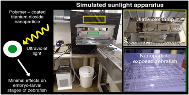 Graphical abstract: Poly(acrylic acid)-coated titanium dioxide nanoparticle and ultraviolet light co-exposure has minimal effect on developing zebrafish (Danio rerio)