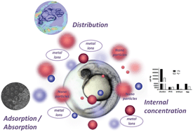 Graphical abstract: Metal uptake and distribution in the zebrafish (Danio rerio) embryo: differences between nanoparticles and metal ions