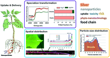 Graphical abstract: Characterizing the uptake, accumulation and toxicity of silver sulfide nanoparticles in plants