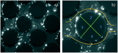 Graphical abstract: Visualization of transport and fate of nano and micro-scale particles in porous media: modeling coupled effects of ionic strength and size